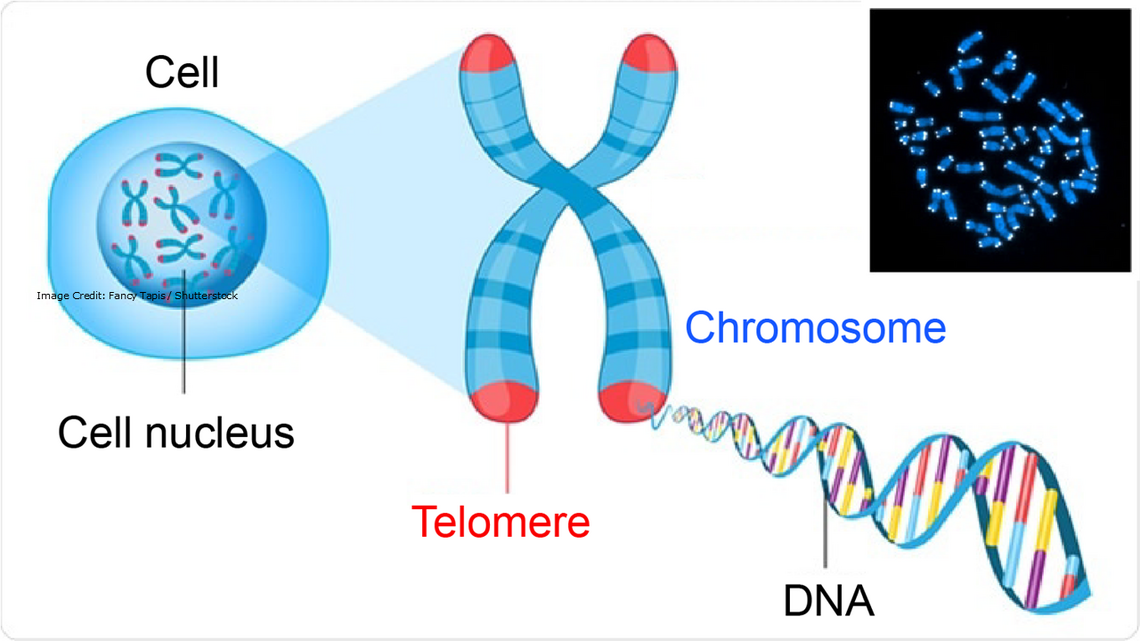 Process Of Ageing The Role Of Telomere Age Watch 6703